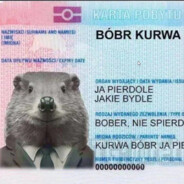 bóbr