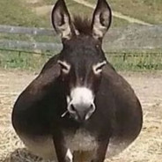 Rph