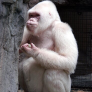 rilla