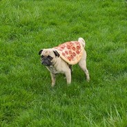 Pizza Dog
