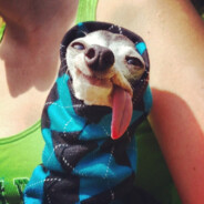 Mr.Sear