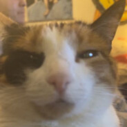 Pogonagecko