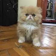 tontiş kedi