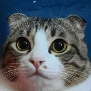this's catt