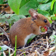 Apodemus sylvaticus