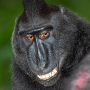 Plebmonkey