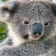 koala324