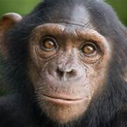 Chimpanzee