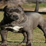 Krogz