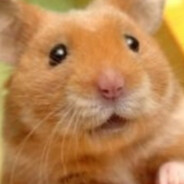 #HEALTHYHAMSTER2