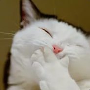 FatCat