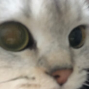 Lev