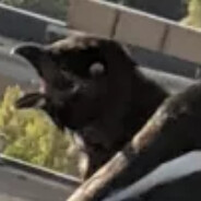 Kaiser
