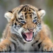 FerociousKitten