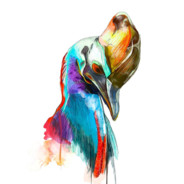 Dapper_Cassowary