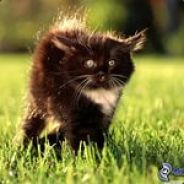 Nekrasoff * MSI