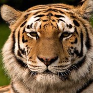 TigerOfficial
