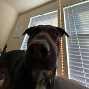 megatron_6369