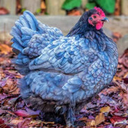 Blue Chicken
