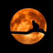 ✪Black Cat✪