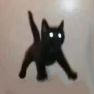 猫蛋蛋