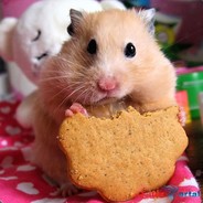 Hamster#STOP_WAR_IN_UKRAINE