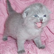Кошечка Зинаида