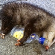 Pedro the Possum