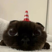 shibal