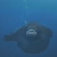 bruh monke