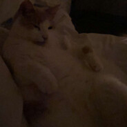 Gustav