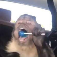 Macaco