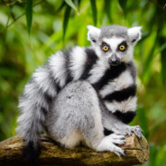 Lemur