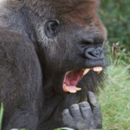 Monke