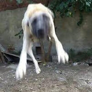 İGAR