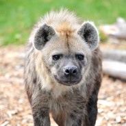 Hyena
