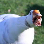Honk the Wondergoose