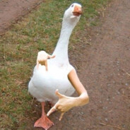 Skippy The Goose