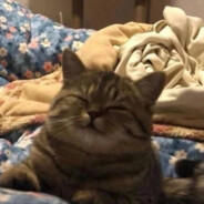 hi, i'm splushka