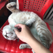 Cô ơi!Cháu yêu Vi ạ!!