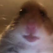 HamsterBoi