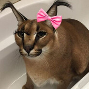 very cute caracal princess