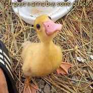 QuazyQuäck