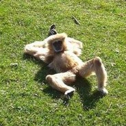 The Sensual Ape