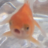 flushed goldfish
