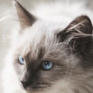 懒猫