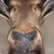 Katarenay Deer