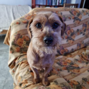TOFY LA PERRITA