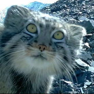 Manul