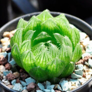 HaWortHia